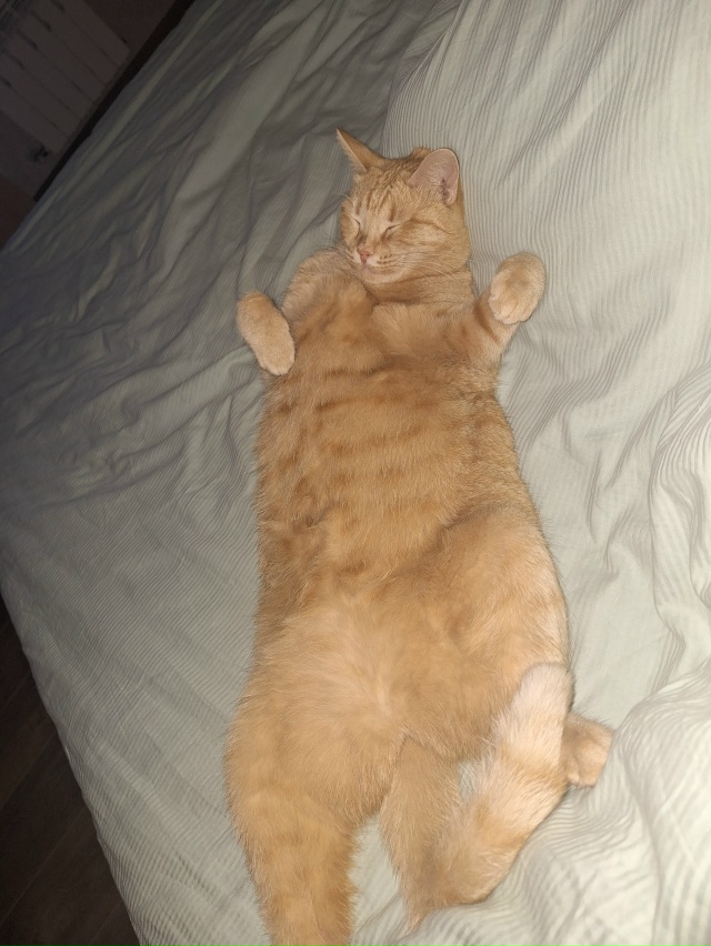 Госпожа Лёва