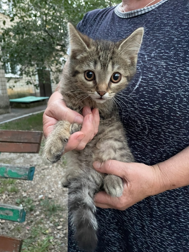 Котята срочно ищут дом! Два мальчика и девочка, котят п?...