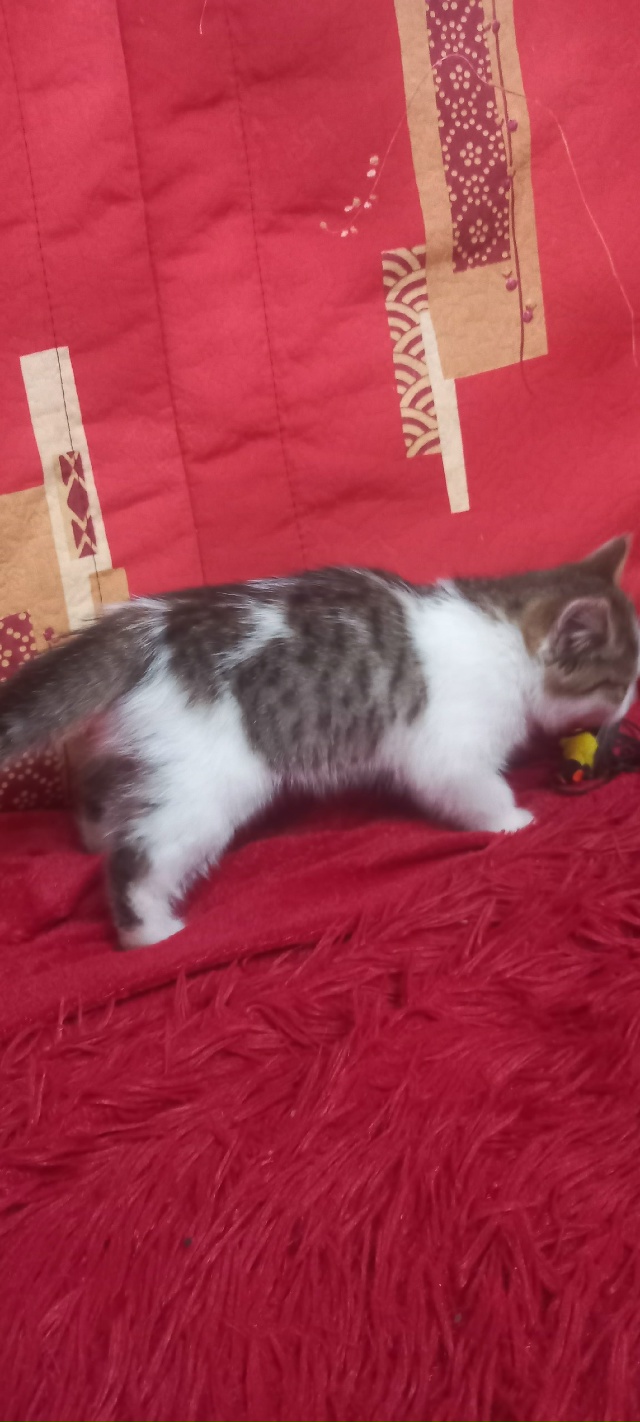 Нашли котёнка на улице, примерно 2 месяца, девочка.
Хозя...