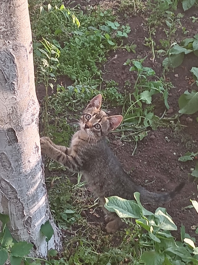 Отдам котят в добрые руки.