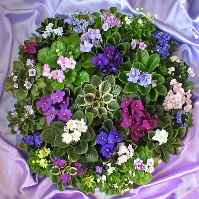 Отрадное
Механический
🌺 Есть детки сортовых фиалок.
?...