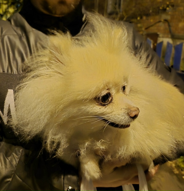 1-ый проезд Козлова бегает, мёрзнет шпиц без ошейника. О...