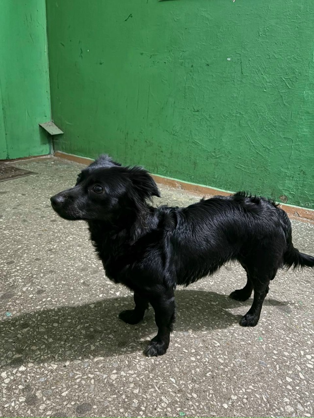 Невероятно ласковая и игривая собачка!
Мы ищем для нее...