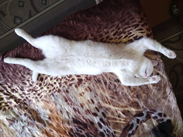 Симба - любитель поспать на диване