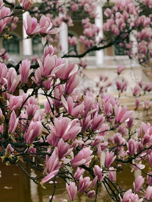 Прекрасная магнолия.