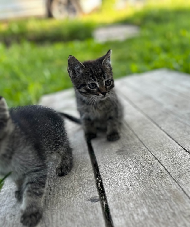 Котята очень ищут свой дом, чужая кошка принесла котят,...