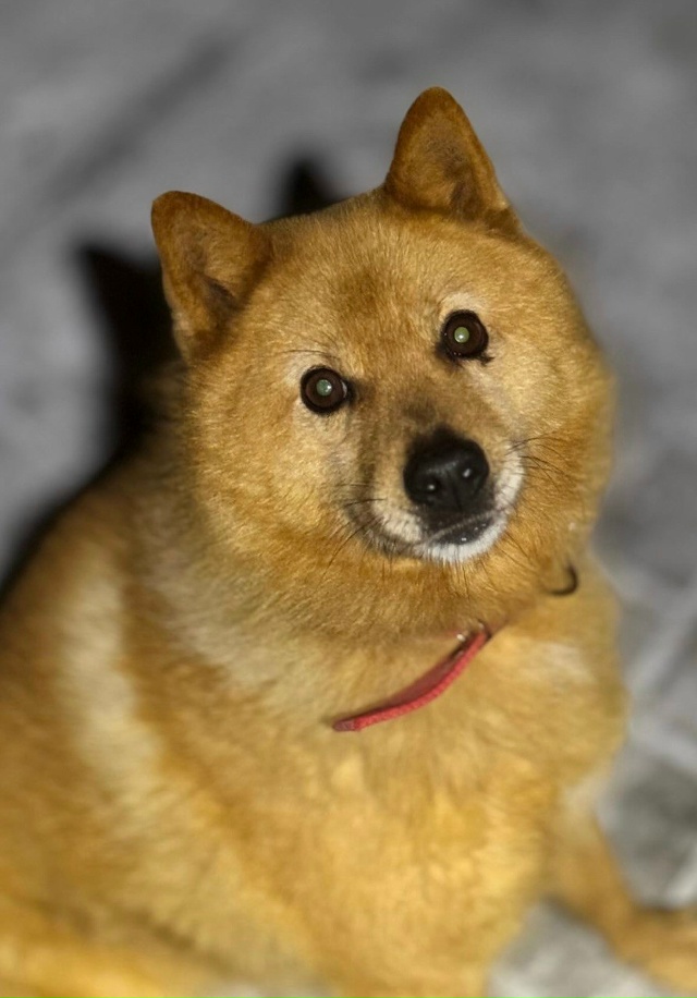 потерялась собака в районе 11 микрорайона,если кто виде...