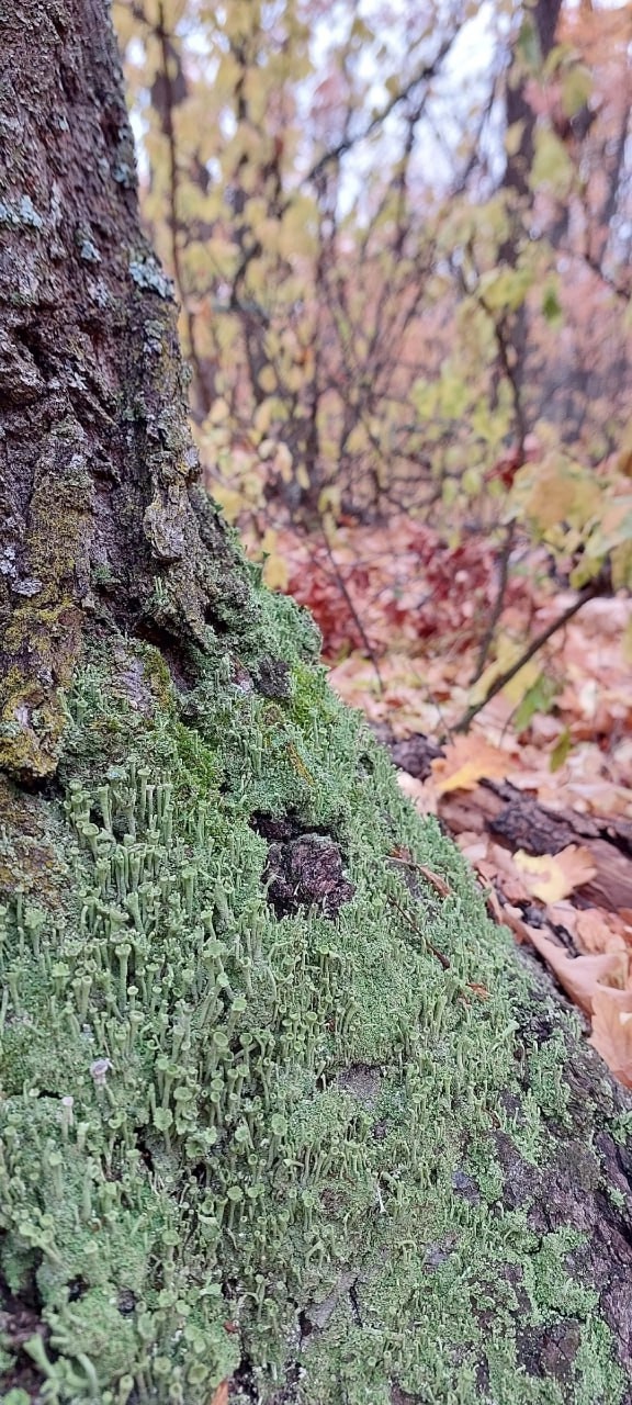 Лес возле Красной Самарки