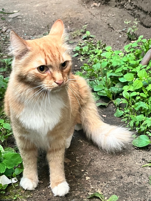 Два дня назад появился котик, никто не узнает свою поте...