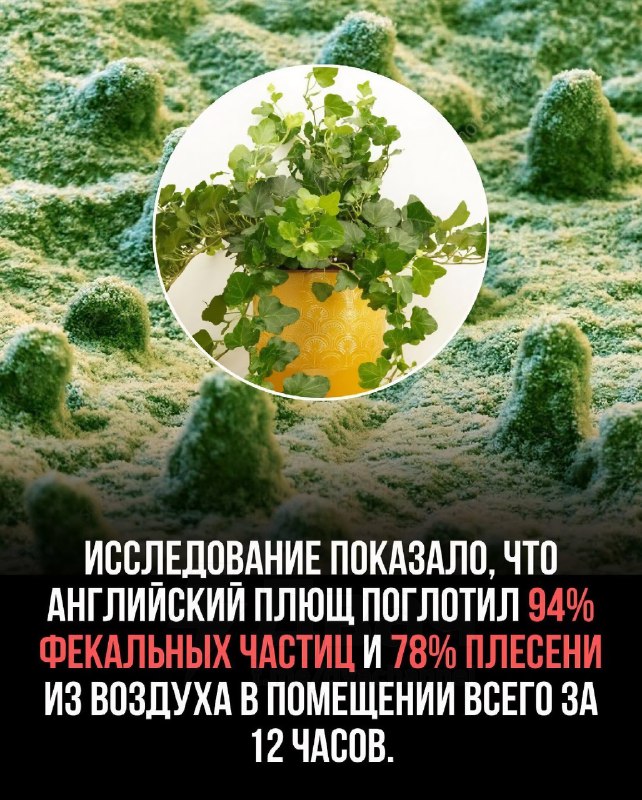 Комнатные растения очищают воздух лучше, чем дорогие фильтры, говорят эксперты
Некоторые из них уби