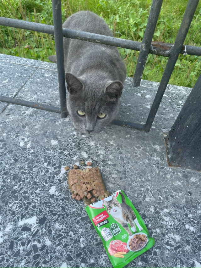 никто не терял кота? британец, ушко будто чуть обрезано...