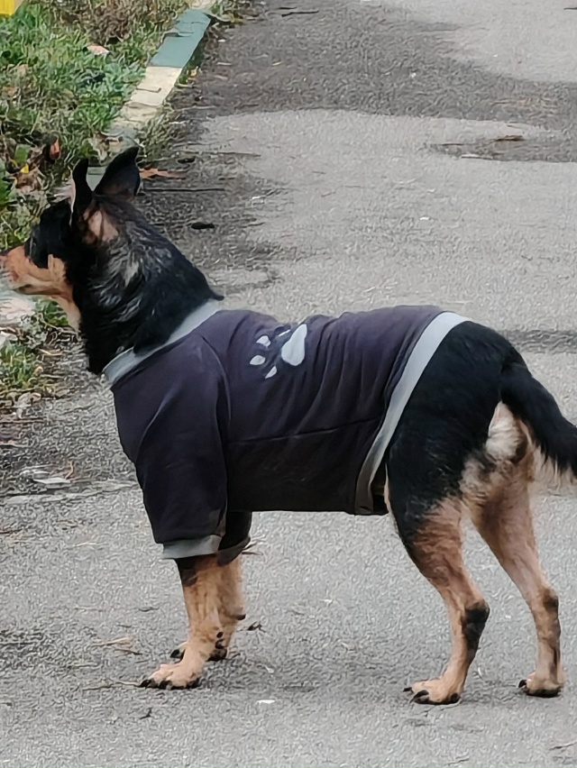 На улице Сойфера д.3 бегает вот такой пёсик. Кто потерял...