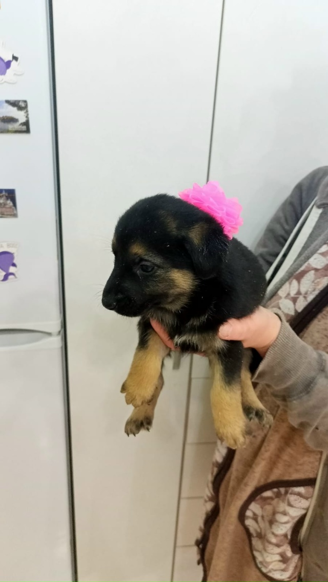 Отдам в хорошие руки щенков, 4 девочки, 2 мальчика, возра...