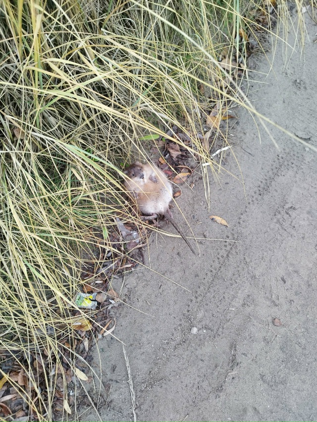 Необычный гость в городе!