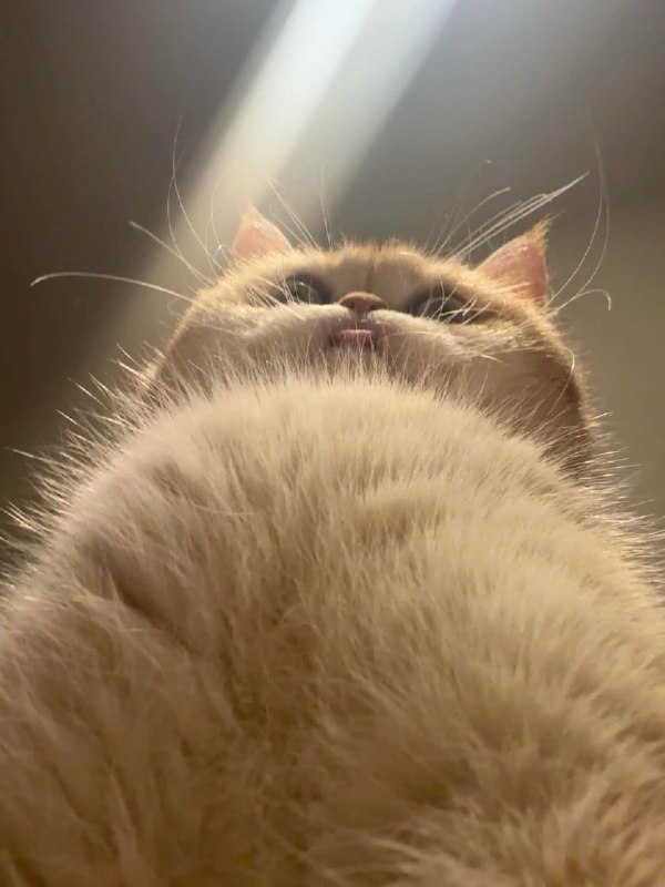 Что видит она во время кекса: