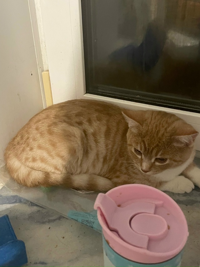 Во дворе дома Хабаровская, 44
Из под машины пришел ночь?...