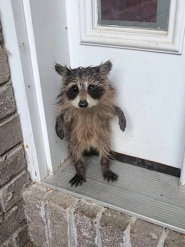 После сильного дождя в Массачусетсе на пороге дома наш...