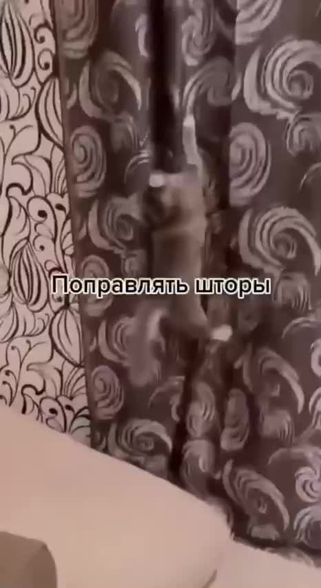 Многие считают, что коты бесполезны.