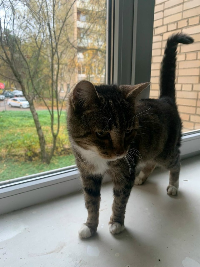 Посмотрите пожалуйста на эту кошечку , может у кого то ?...