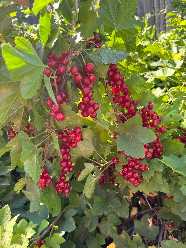 Продам смородину красную. Цена 300 руб/кг. 89228422210
