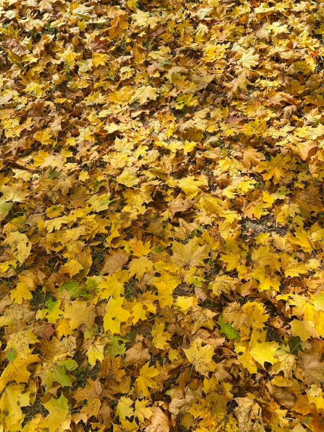 🍂🍁🍃