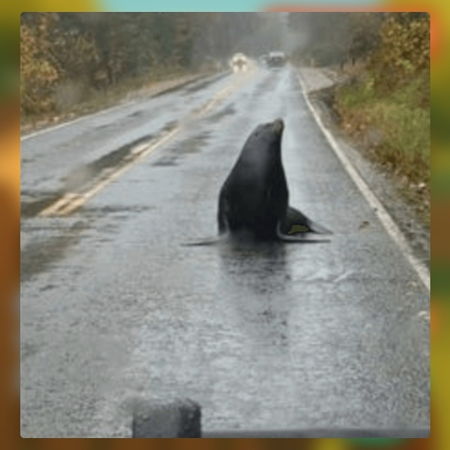 Безумные приколы
Водители в Вашингтоне привыкли к раз?...