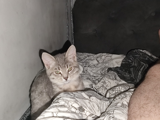 Не #мявстерская
Абрикоська спать ко мне пришла. Морда н...