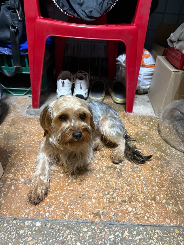 Чья потеряшка ??? Район Слободка магазин Зелёный забежа...