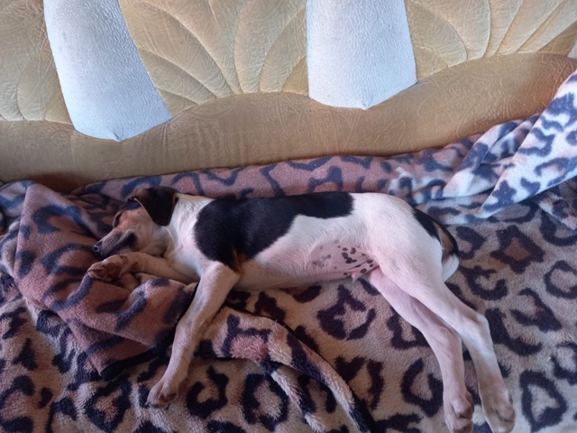  отдадим собаку чистокровный эстонец добрый мальчик ...