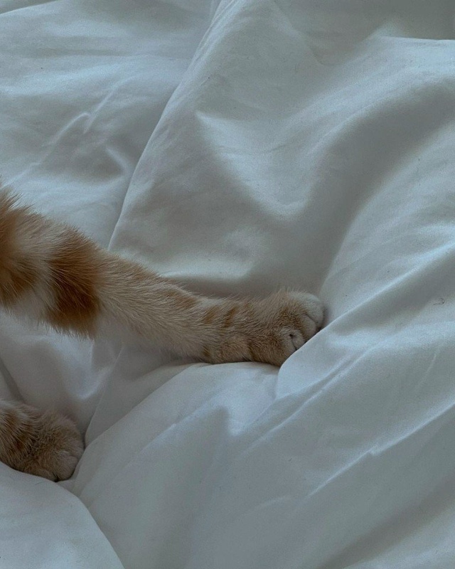 Котики - это маленькая любовь..