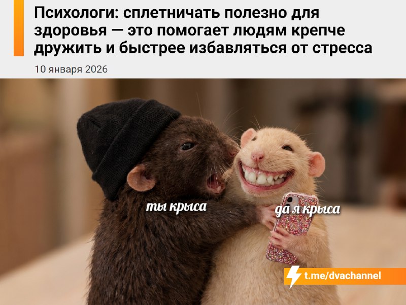 Сплетничать полезно для здоровья, уверены психологи — это помогает укреплять дружбу и быстрее справл