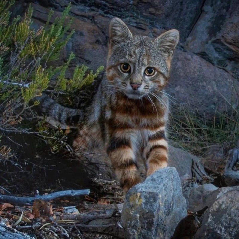 Тибетская лиса угарная, но вы вообще видели хлебало пампасской кошки? 4ch