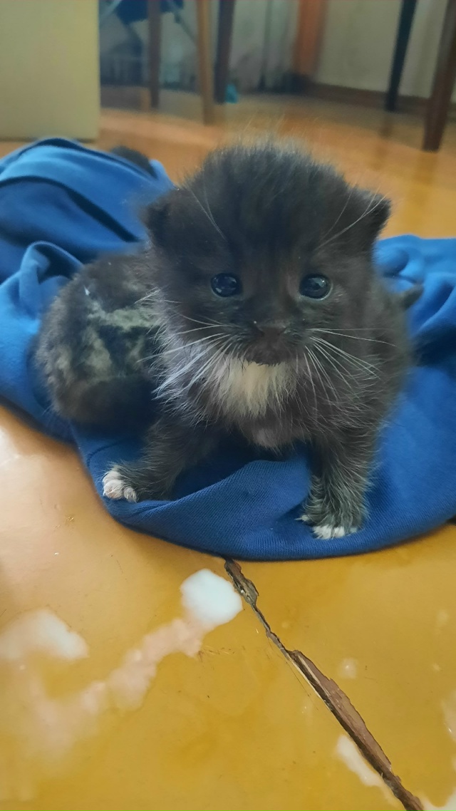 Здравствуйте, найдены котята, им примерно неделя.
Врод...