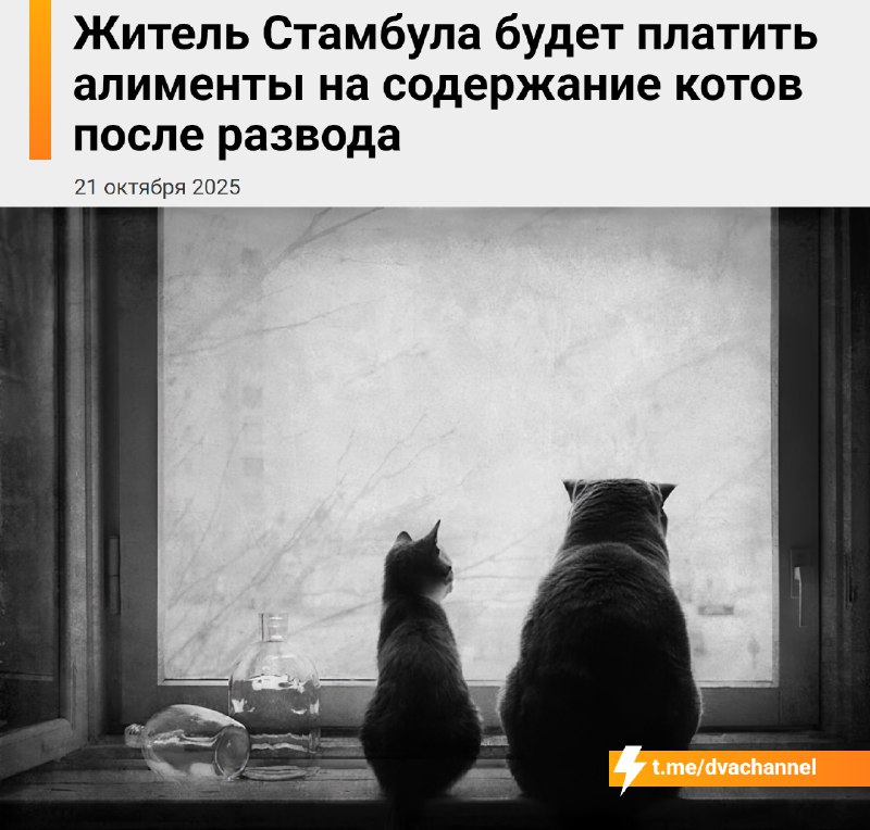 В Турции мужчина после развода будет 10 лет платить алименты на… двух котов, оставшихся с бывшей жен