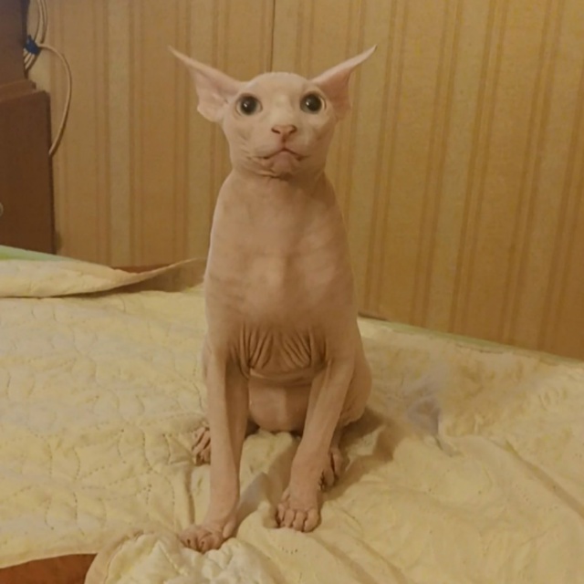 Стёпа