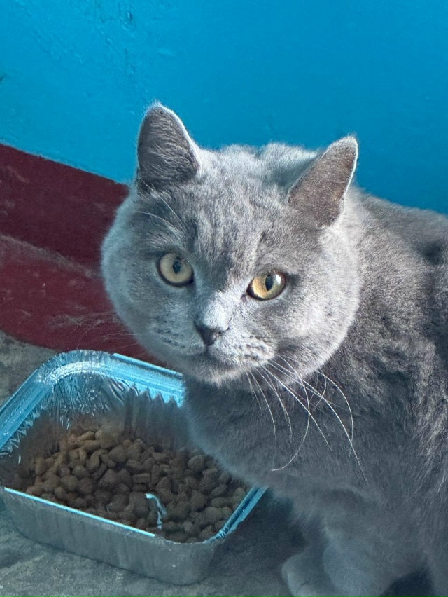 Никто не терял котика? Котик находится по адресу: Побед...