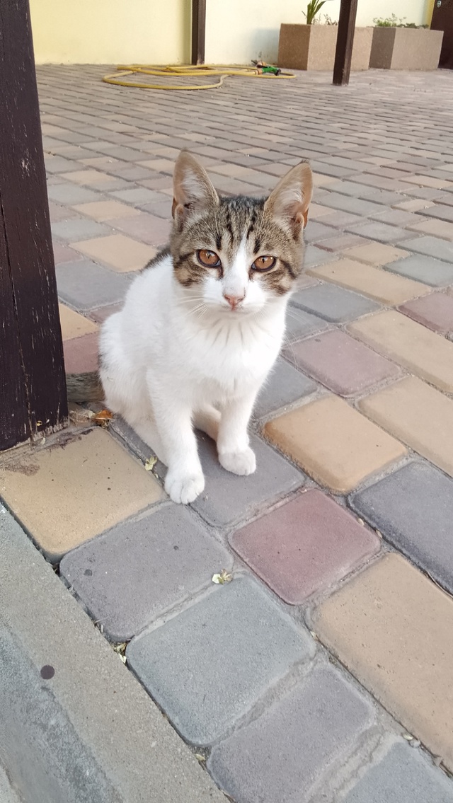 Может кто-то потерял котёнка, он скучает по дому. Хозяе?...