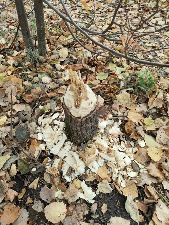 🦫В башкирском «Шульган-Таше» хулиганы-бобры обгрызли...