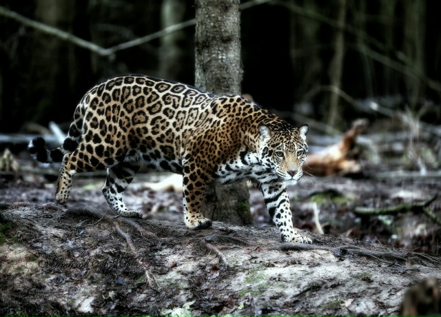 Сегодня заглянул в Подмосковный Сафари‑парк — и, каже...