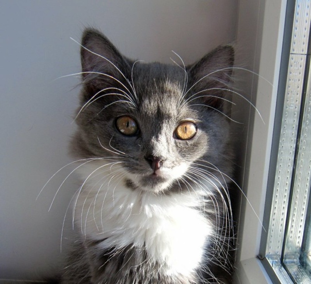 Не у всех ангелов есть крылья. У некоторых вместо крыль...