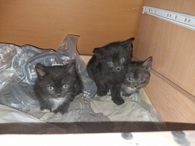 Пристраиваются котята от кошки мышеловки. На фото: мал?...