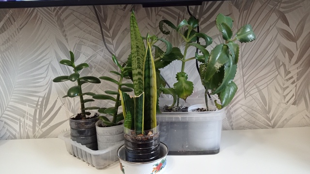 Отдам растишки-укореншки : толстянка, сансевиерия, кал?...