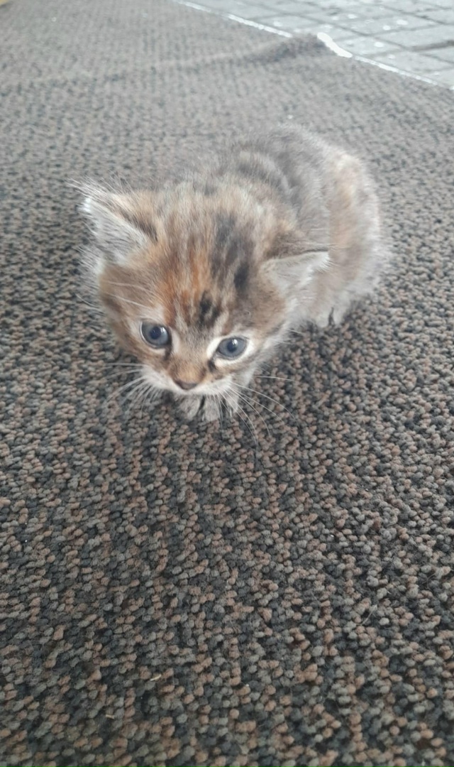 Кошечка ищет себе заботливую семью 🏡ей приблизительн...