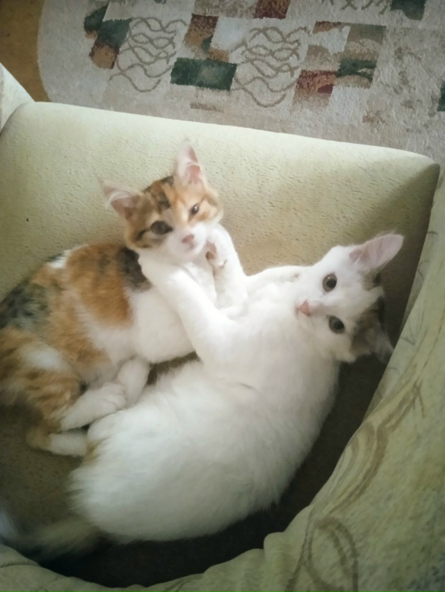 Симба и Хлоя.