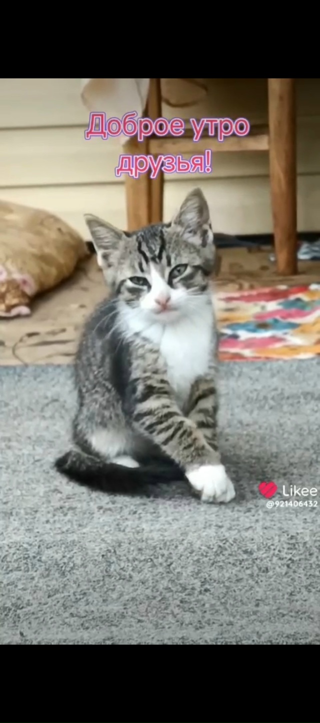 Пристраиваются два мальчика, три месяца. Живут на улиц?...