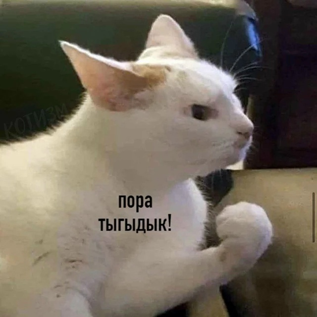 Цoй пo-котeйски (полная версия)