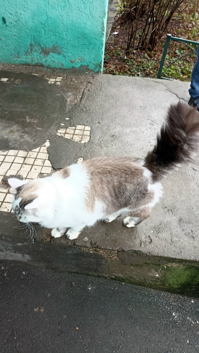 Чья потеряшка? Очень красивый пушистик с ошейником.Ран...