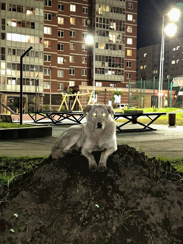 Друзья, продолжаем искать. С понедельника его не видел?...