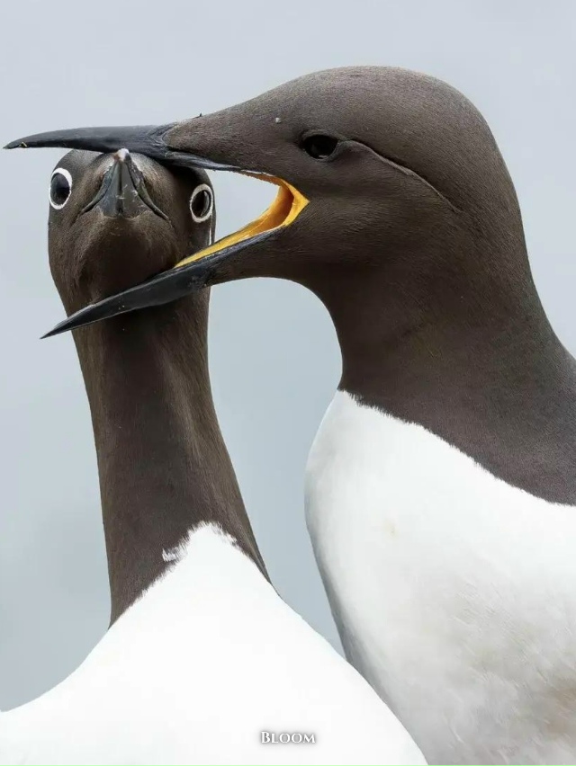 Финалисты конкурса смешных фото дикой природы 2025 — эт?...