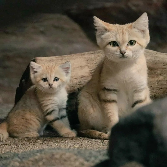 Песчаные котики — это самые маленькие дикие кошки, кот...
